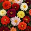 Dahlia Figaro