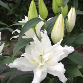 Lilium Bulbs - Double Dutch Crystal (White, Double Oriental, 16-18, 4 Bulbs)