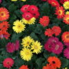 Gerbera (Generic)