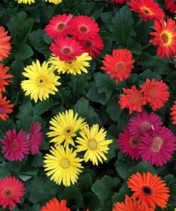 Gerbera (Generic)