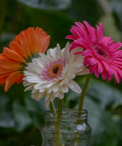 Gerbera (Generic)