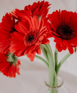 Gerbera (Generic)