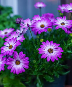 Gerbera (Generic)