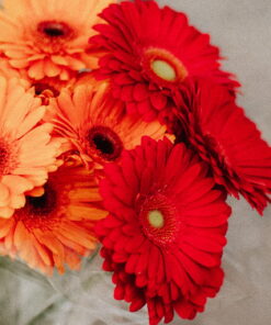Gerbera (Generic)