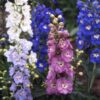 Delphinium Tall Pacific Mix