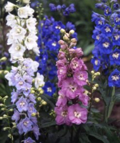 Delphinium Tall Pacific Mix