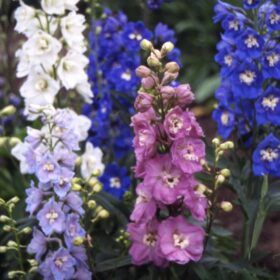 Delphinium Seeds - Tall Pacific Mix OP (1000 seeds, HemZaden)