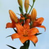 Akron Lilium