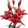 Calabria Lilium