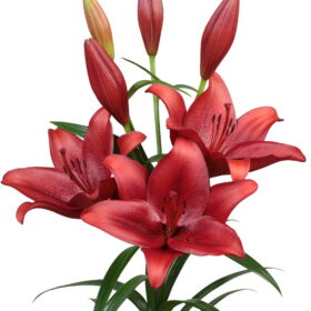 Calabria Lilium