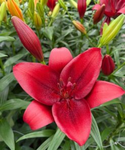 Calabria Lilium