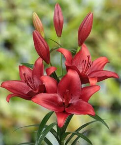 Calabria Lilium