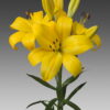 Hinault Lilium