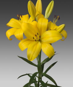 Hinault Lilium