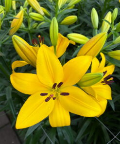 Hinault Lilium