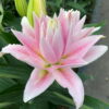 Milano Lilium