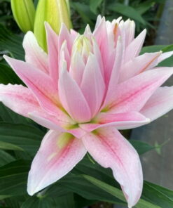 Milano Lilium