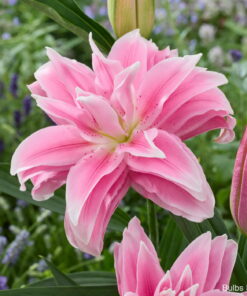 Milano Lilium