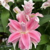 Milano Lilium