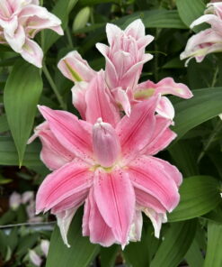 Milano Lilium