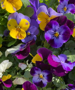 Pansy (Generic)