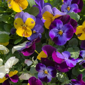 Pansy Seeds (1000 seeds, Mix Color, PanAmerican)
