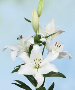 Parrano Lilium