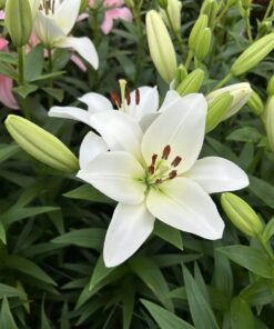 Parrano Lilium