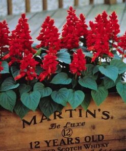 Salvia Vista