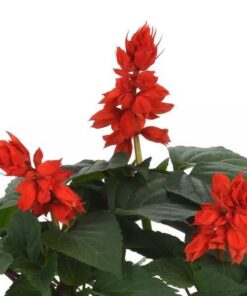Salvia Vista