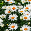 Shasta Daisy