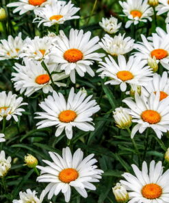 Shasta Daisy