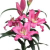 Valdosta Lilium