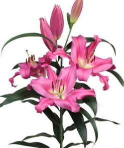 Valdosta Lilium