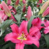 Valdosta Lilium