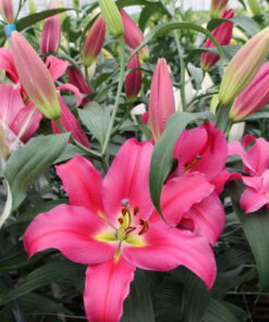 Valdosta Lilium