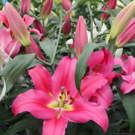 Valdosta Lilium