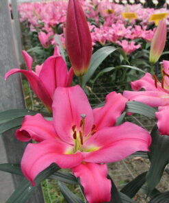 Valdosta Lilium